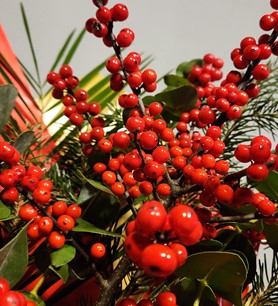 ilex, ankarailex, ankarakokina, yapaykokina