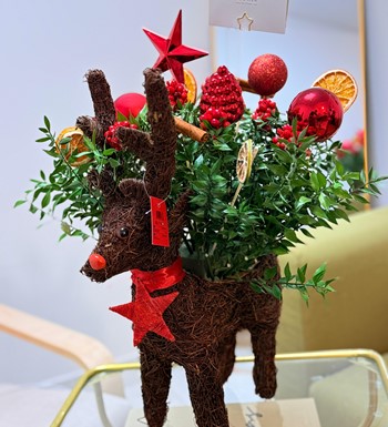 kokinabuketi, ankarakokina, kokinaçiçeği, enkalitelikokina